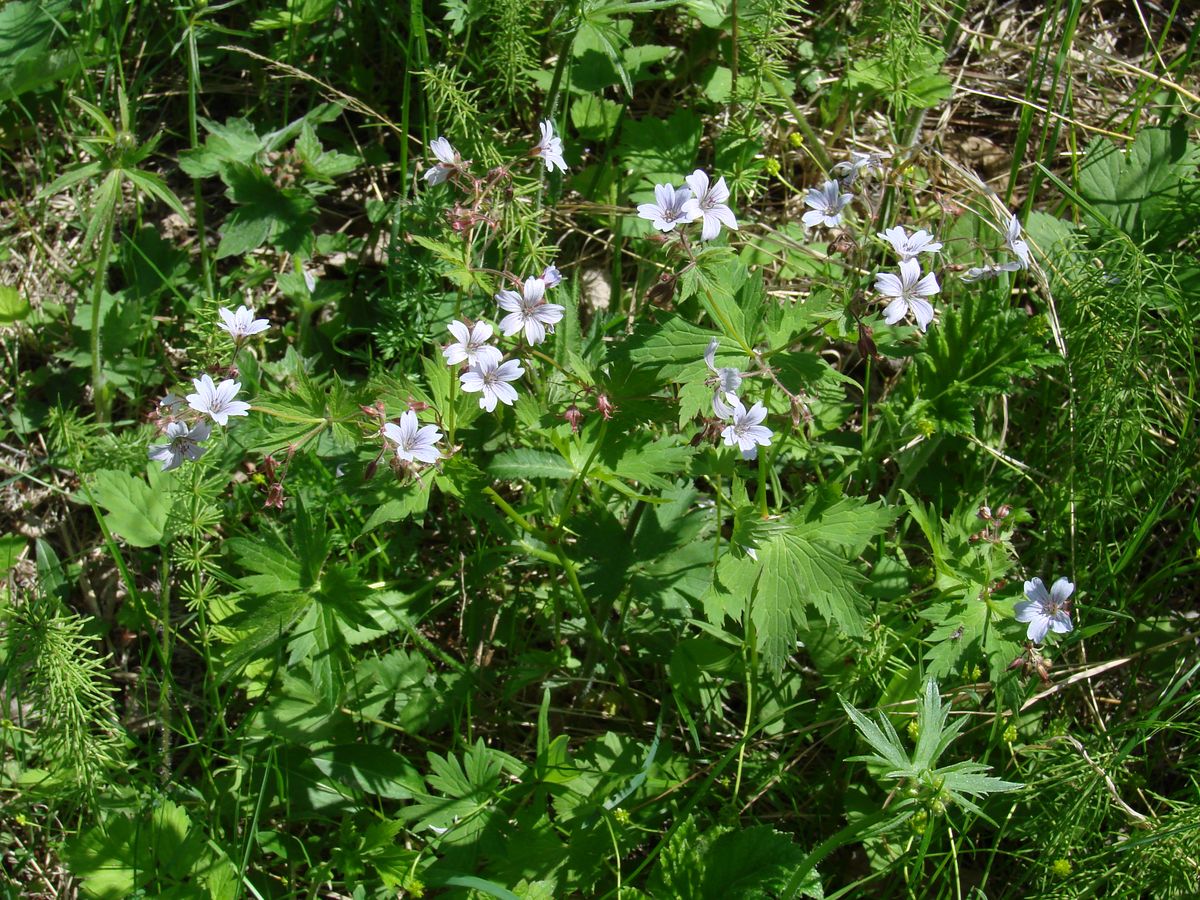 Image of Geranium krylovii specimen.