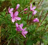 Chamaenerion colchicum. Верхушки цветущих и плодоносящих побегов. Карачаево-Черкесия, Домбай, долина р. Гоначхир, берег реки. 27.08.2019.