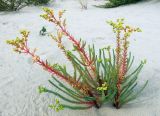 Euphorbia paralias