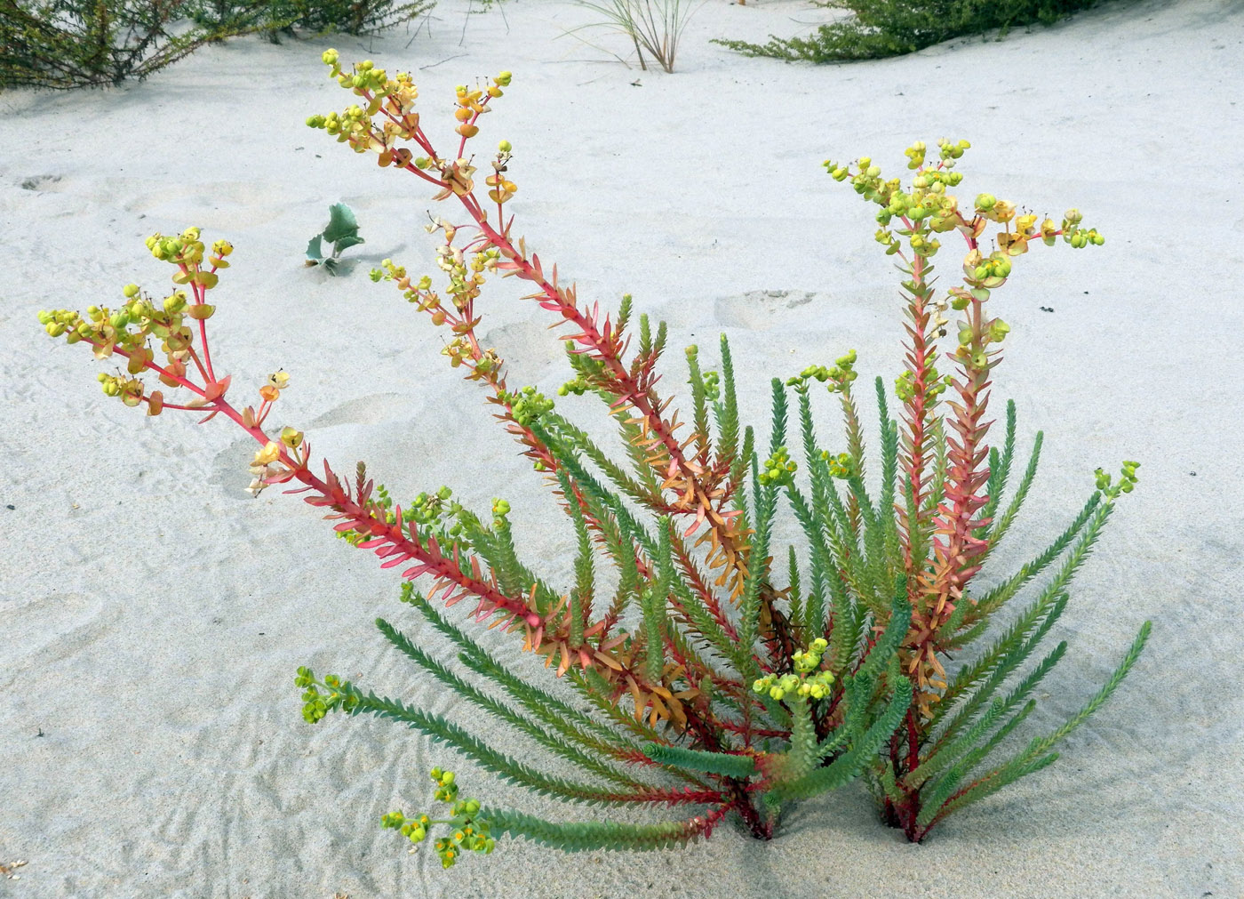 Изображение особи Euphorbia paralias.