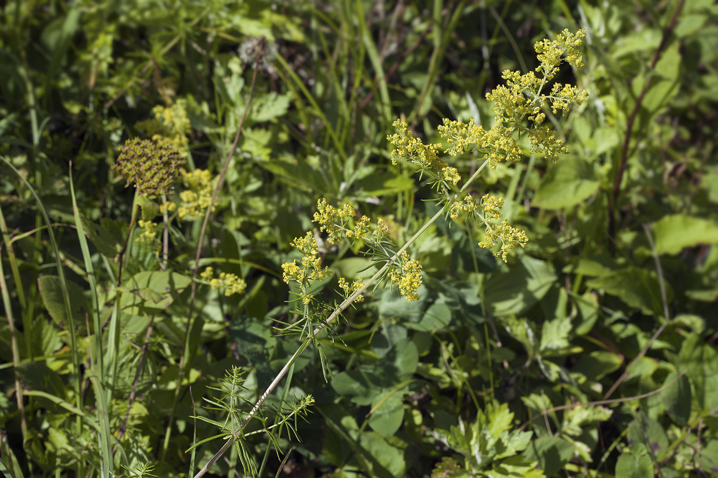 Изображение особи Galium verum.