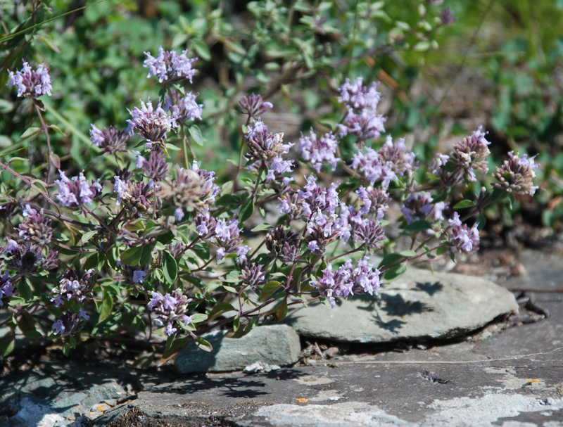 Image of Ziziphora clinopodioides specimen.