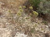 Allium sulphureum