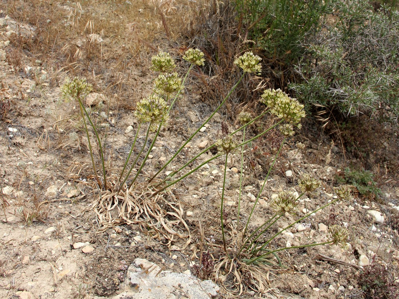 Изображение особи Allium sulphureum.
