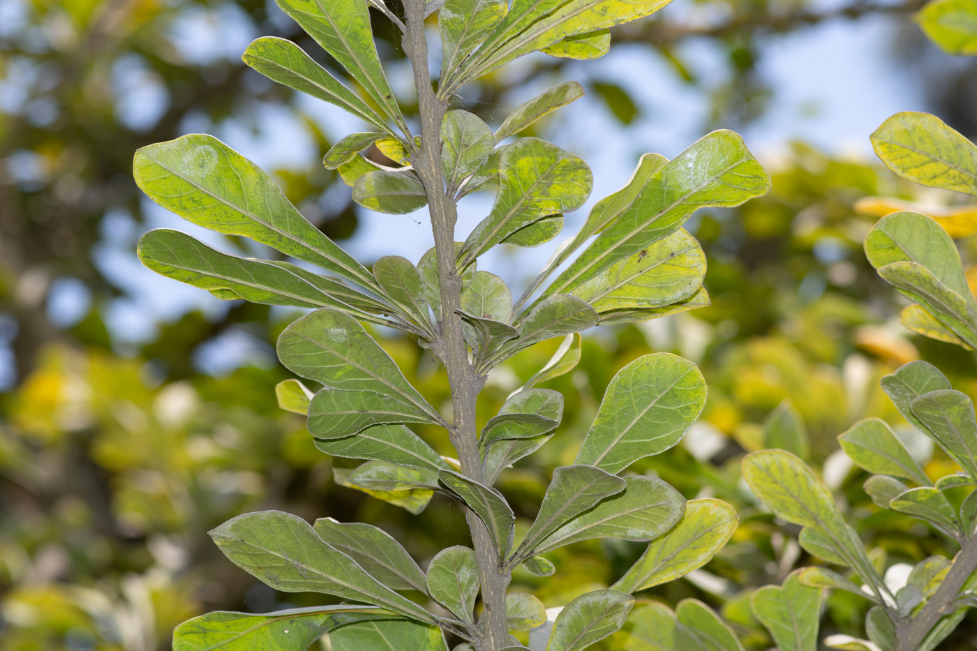 Image of Crescentia cujete specimen.