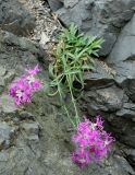 Dianthus superbus. Цветущие растения. Сахалинская обл., Корсаковский р-н, побережье перед мысом Великан, на скале. 15.08.2019.