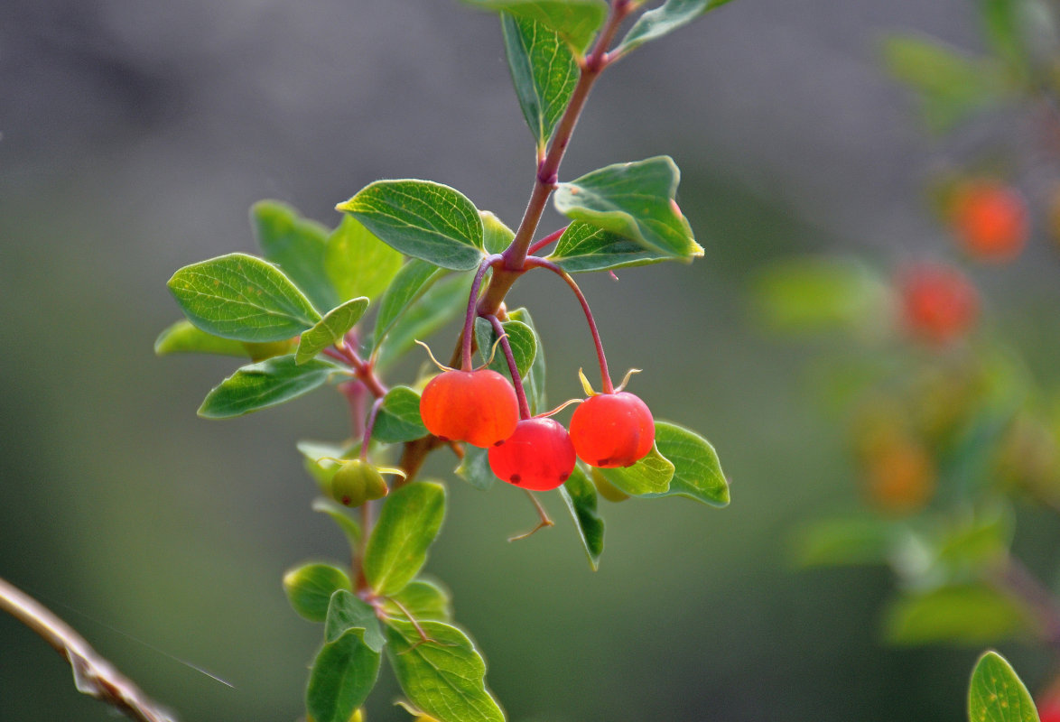 Image of Lonicera microphylla specimen.