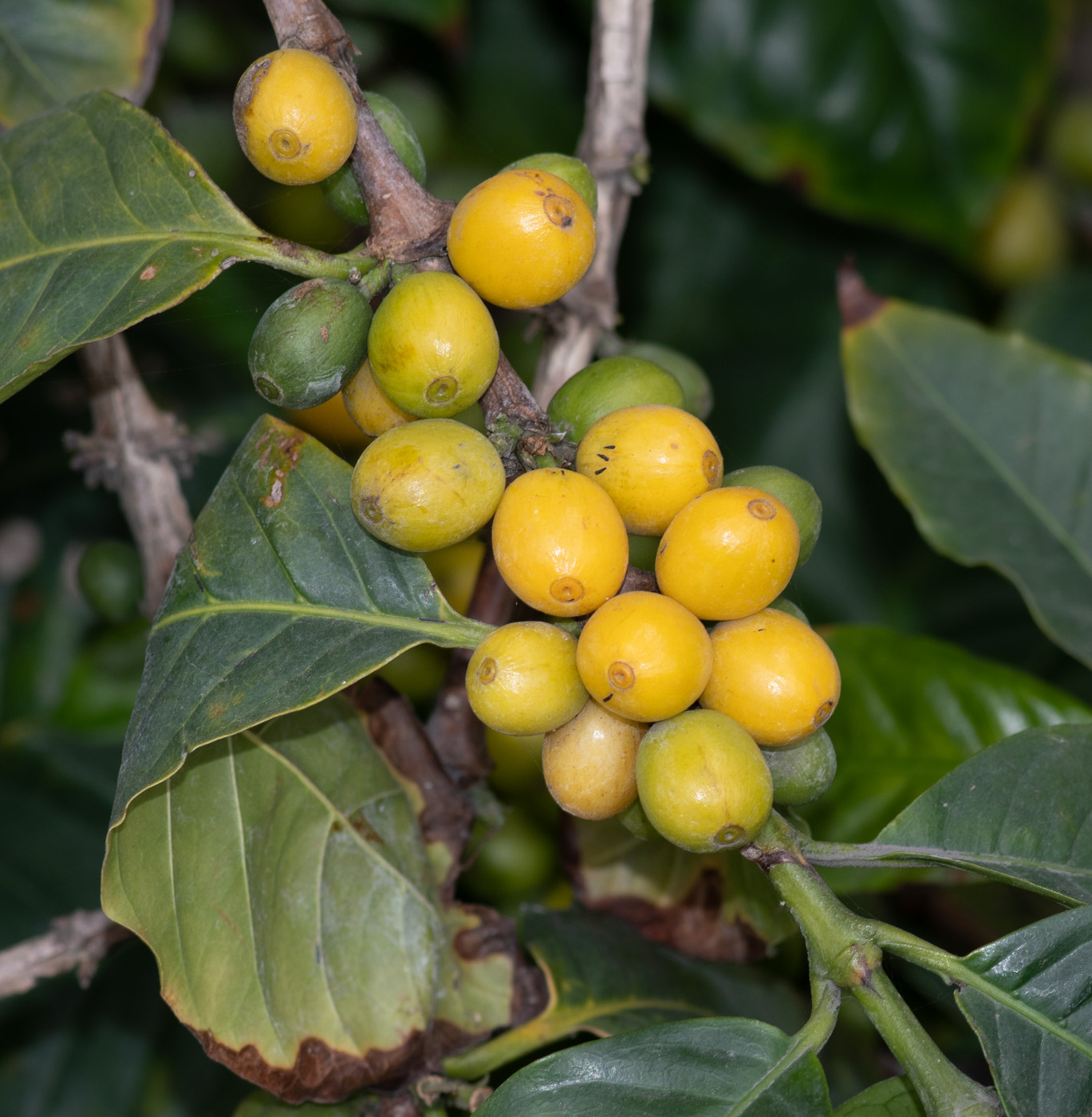 Image of Coffea arabica specimen.