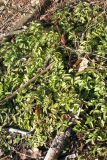 Veronica officinalis