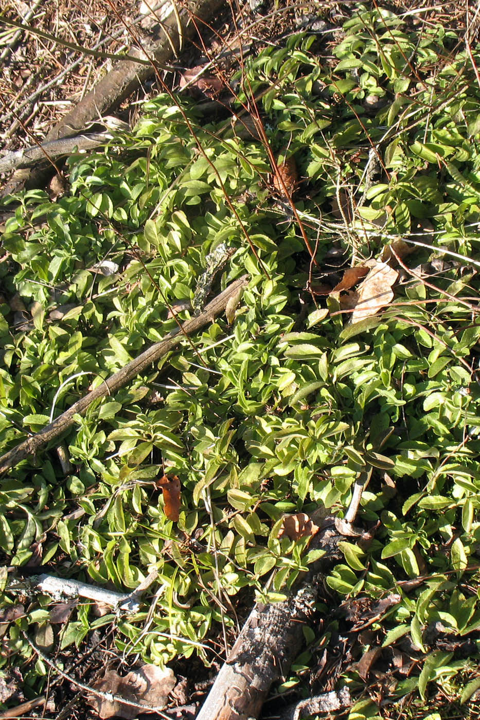 Изображение особи Veronica officinalis.