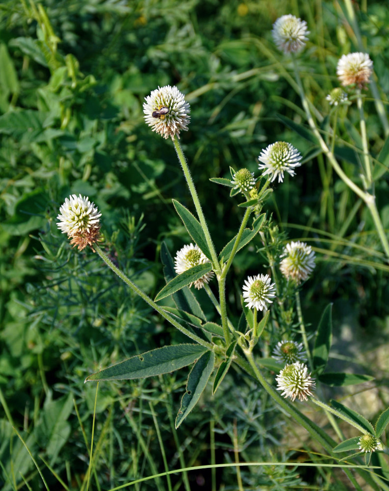 Изображение особи Trifolium montanum.