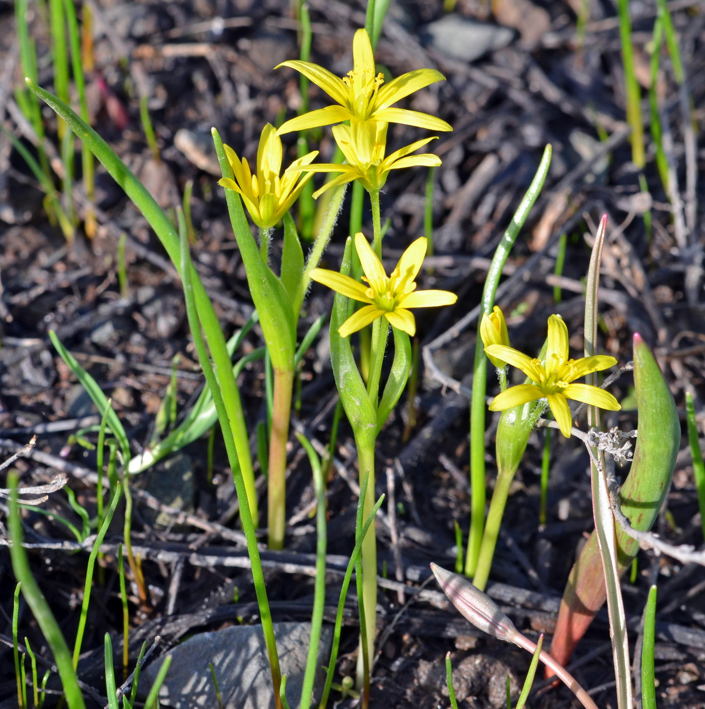 Изображение особи Gagea liotardii.