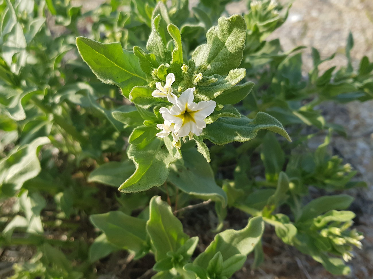 Image of Argusia sibirica specimen.