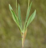 Plantago amplexicaulis