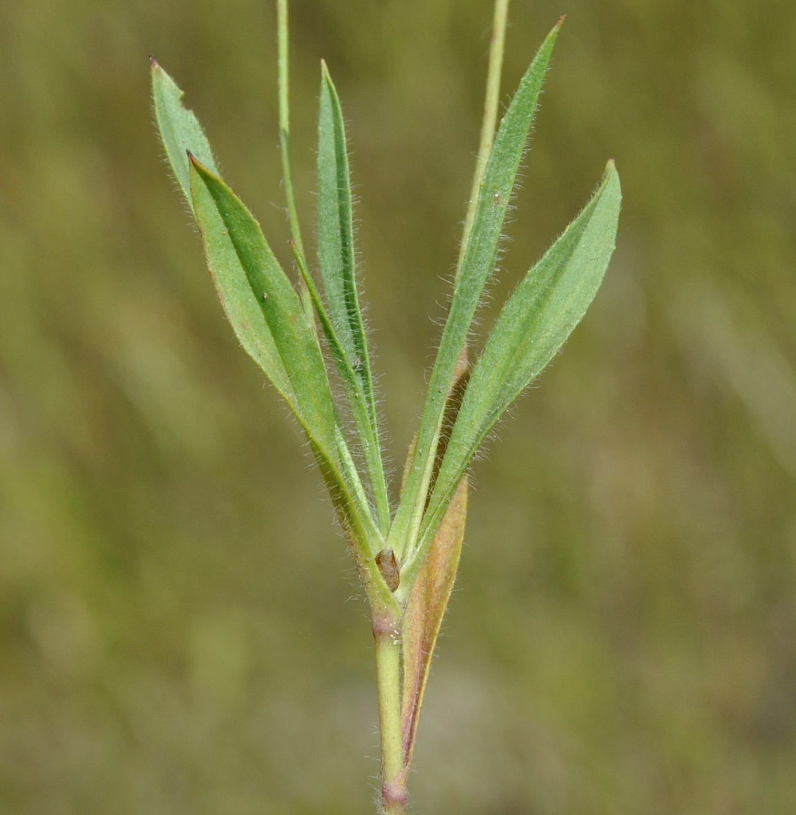 Изображение особи Plantago amplexicaulis.