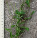 Epilobium adenocaulon