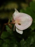 Begonia decora