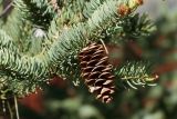 Picea glauca. Побег со зрелой прошлогодней шишкой. Ленинградская обл., окр. пос. Дубки, дачный участок, в культуре. 24.05.2020.