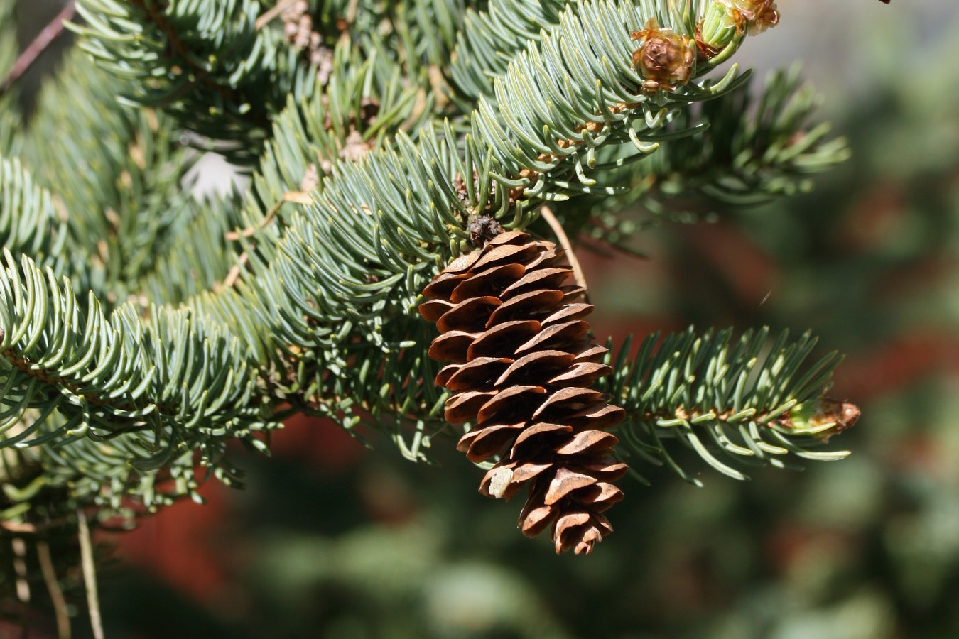 Изображение особи Picea glauca.