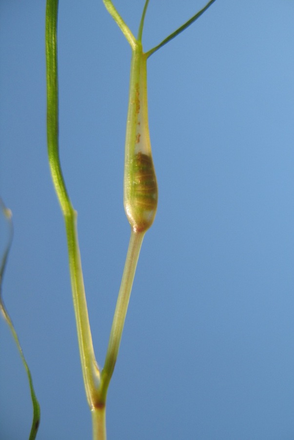 Image of Ruppia spiralis specimen.