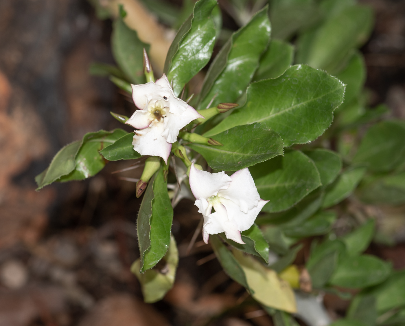 Изображение особи Pachypodium saundersii.