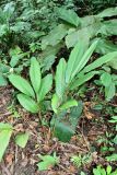 Renealmia aromatica
