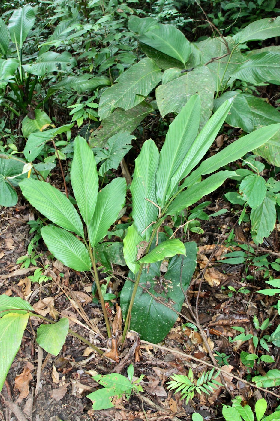 Image of Renealmia aromatica specimen.