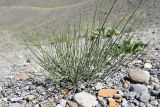 Ephedra intermedia. Вегетирующее растение. Таджикистан, Согдийская обл., Исфара, глинисто-щебнистый адыр. 4 мая 2019 г.