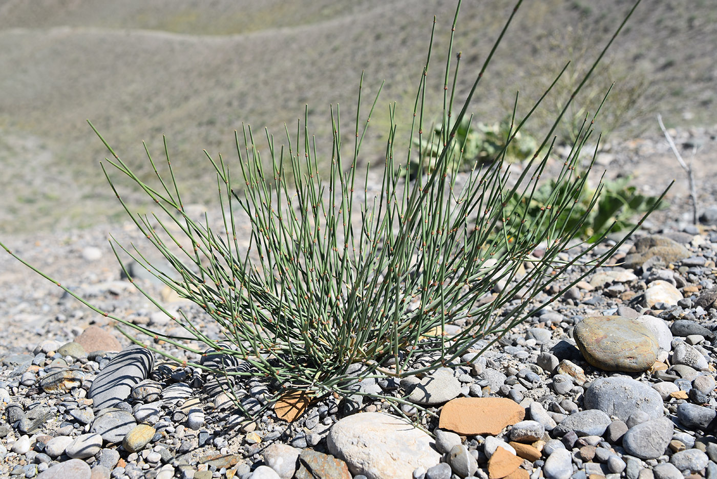 Image of Ephedra intermedia specimen.