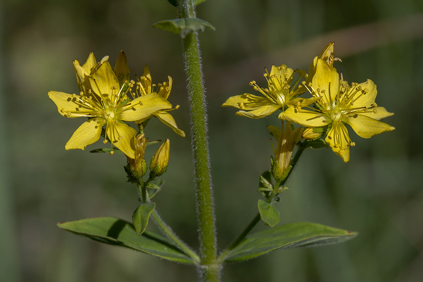 Image of Hypericum hirsutum specimen.