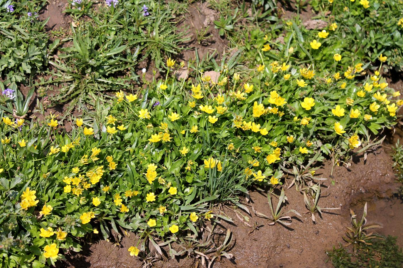 Изображение особи Ranunculus talassicus.
