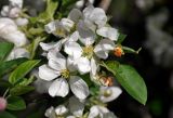 Malus domestica. Цветки и листья. Московская обл., г. Железнодорожный, в культуре. 15.05.2020.