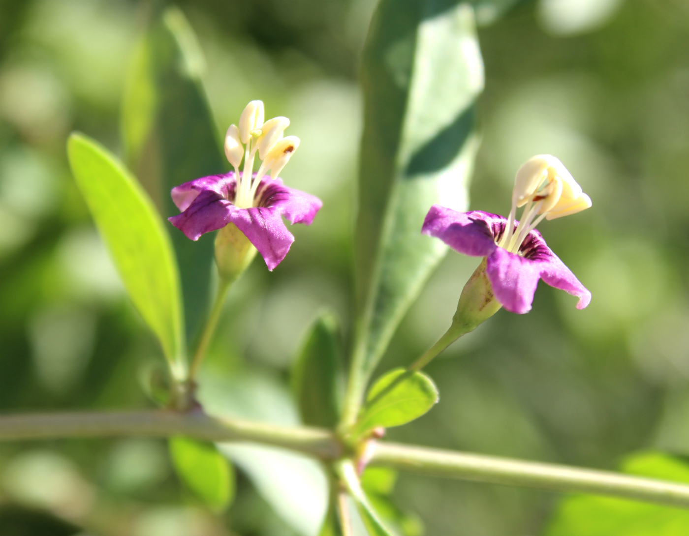 Изображение особи Lycium barbarum.