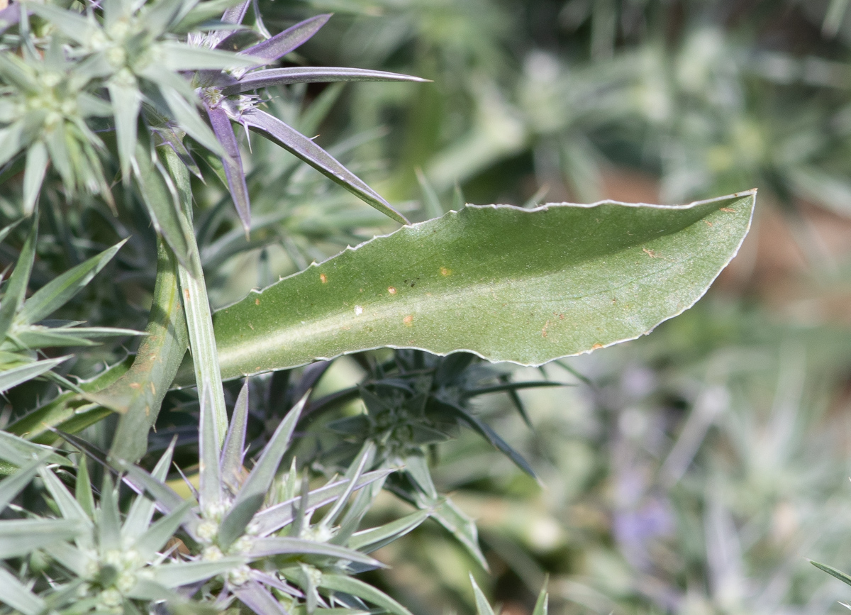 Изображение особи Eryngium pusillum.