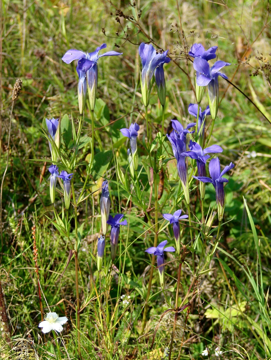 Изображение особи Gentianopsis barbata.