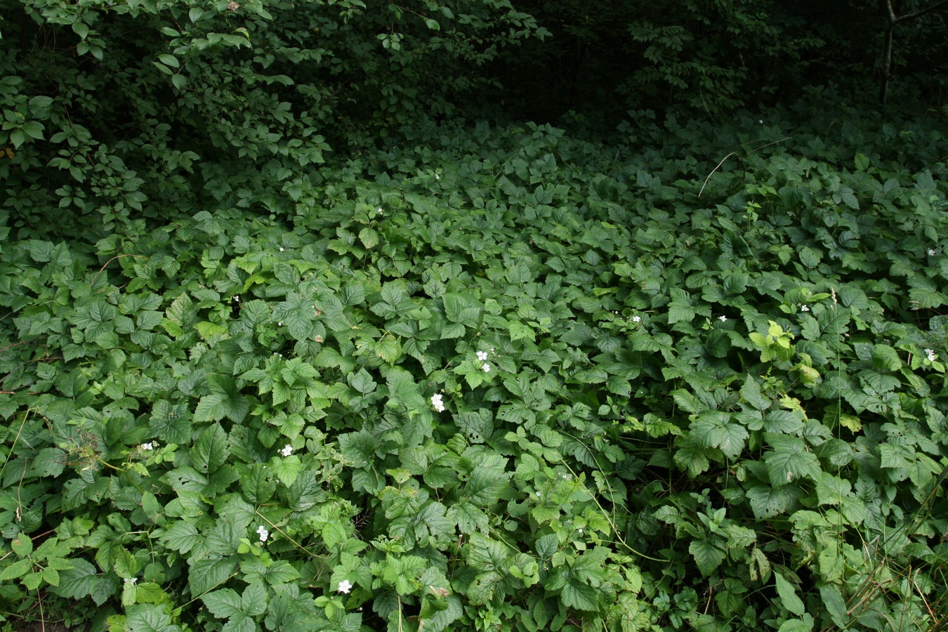 Изображение особи Rubus caesius.