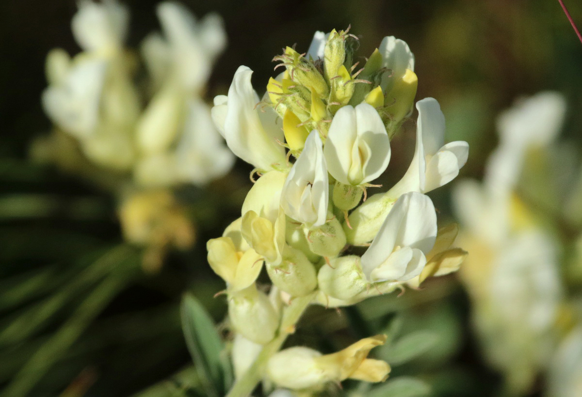 Image of Astragalus albicaulis specimen.