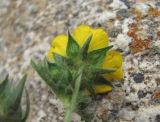 Potentilla recta ssp. pilosa