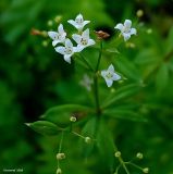 genus Galium. Соцветие. Нижегородская обл., левый берег р. Сура, возле оз. Холодное. 22 июня 2008 г.