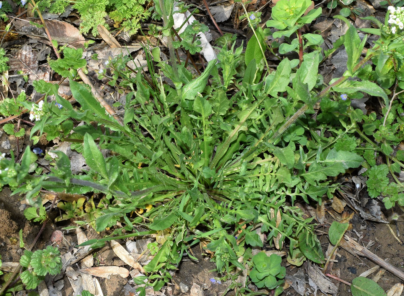 Изображение особи Capsella bursa-pastoris.