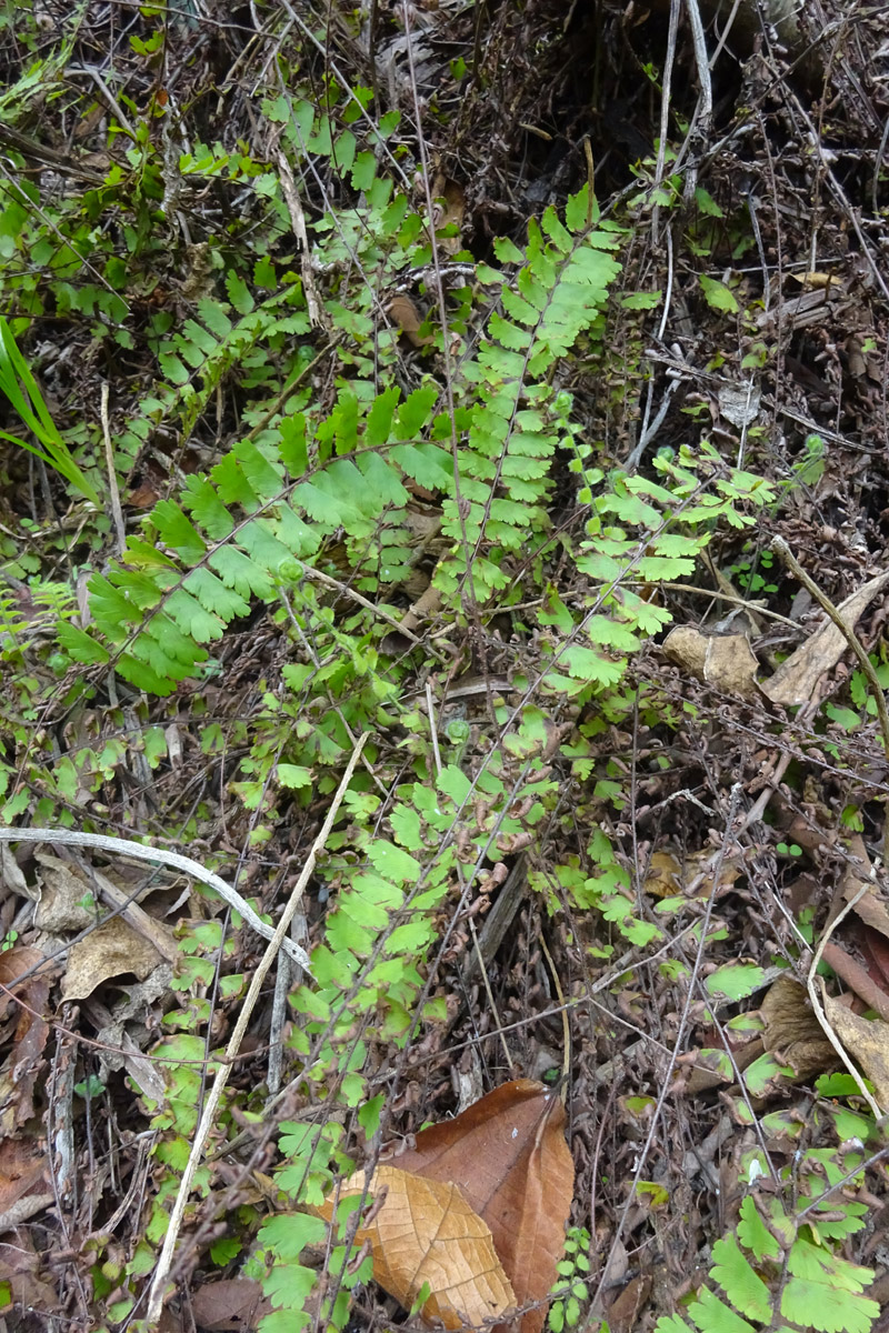 Изображение особи Adiantum incisum.