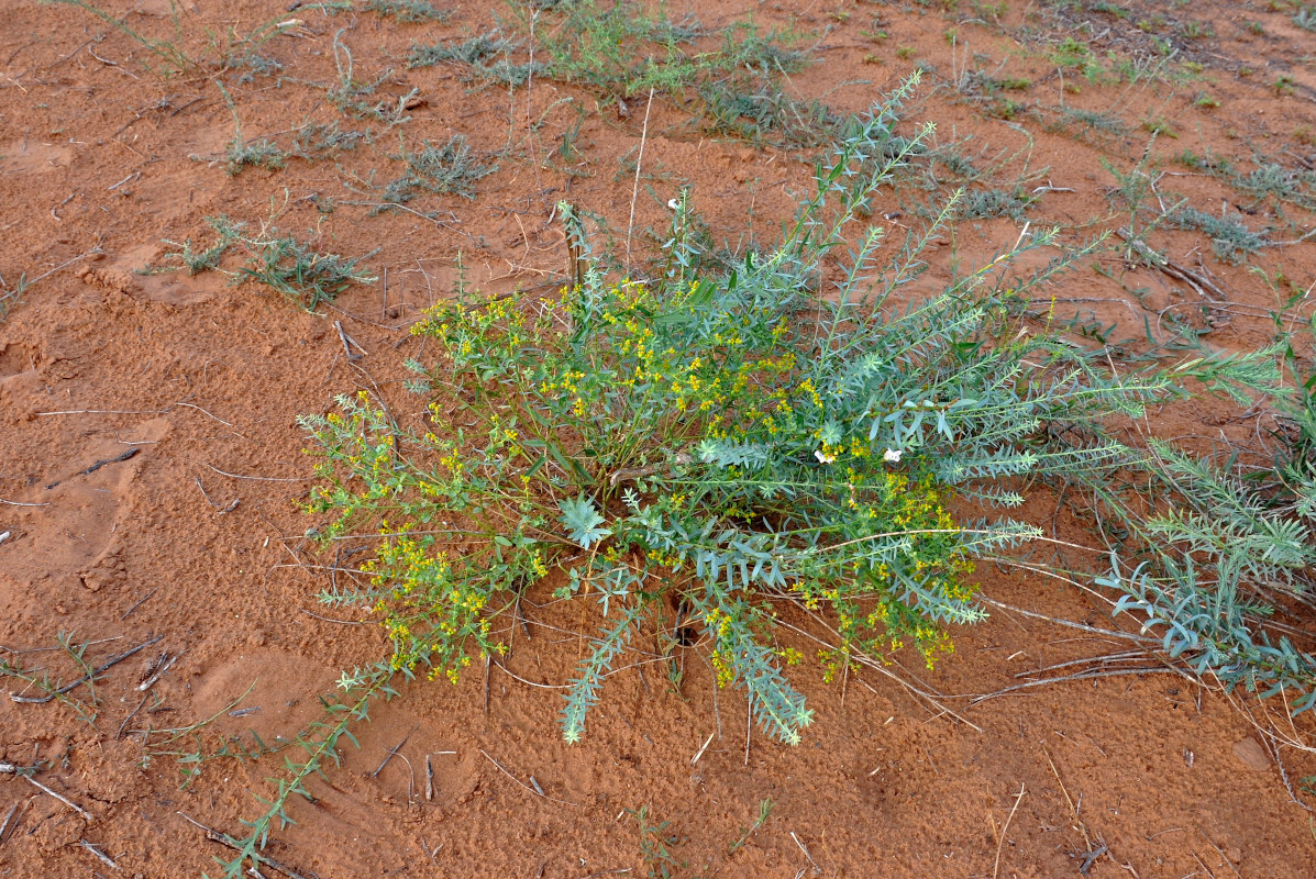 Изображение особи Euphorbia seguieriana.