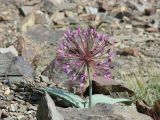 Allium подвид nuratavicum