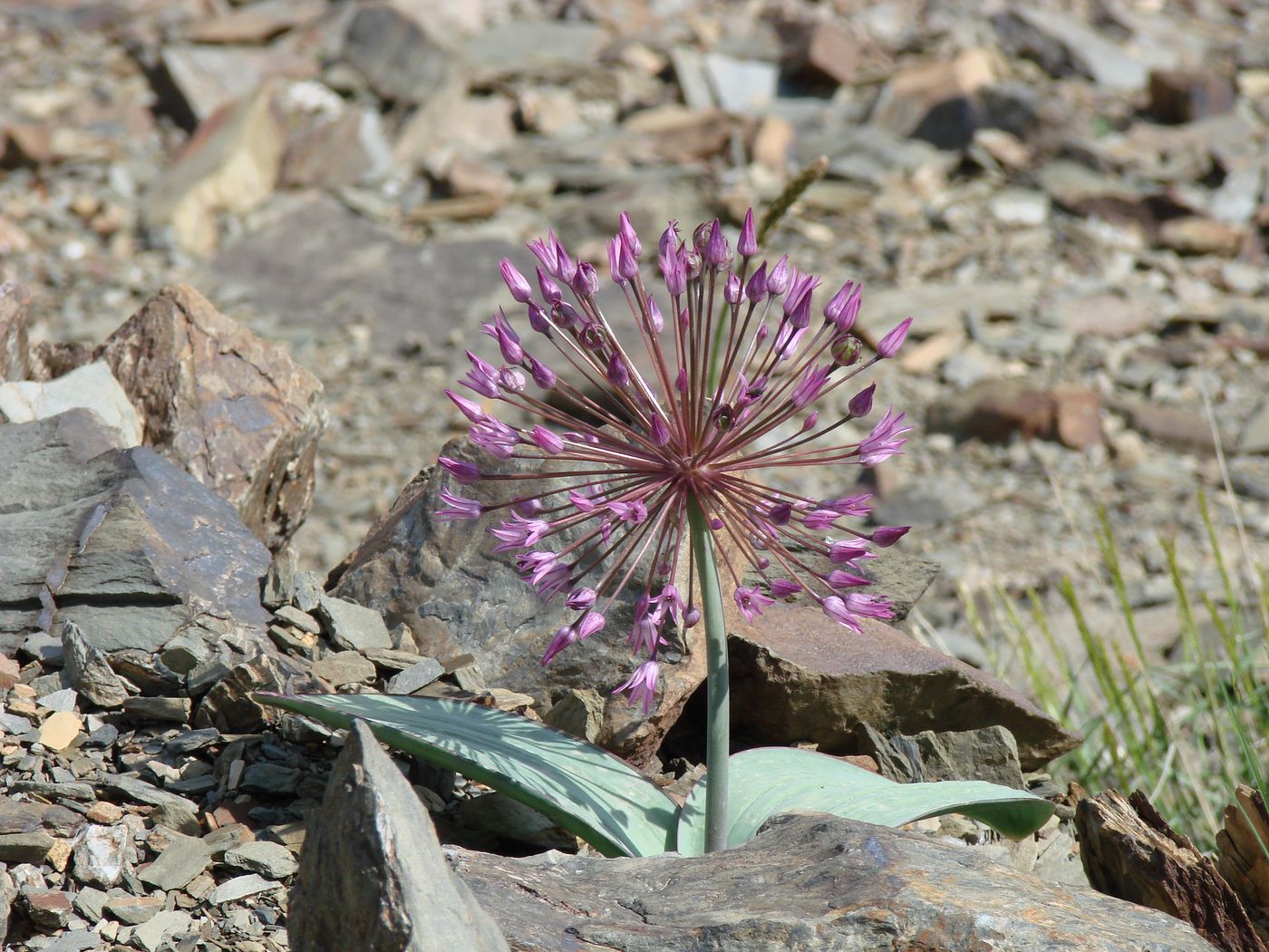 Image of Allium cupuliferum ssp. nuratavicum specimen.