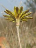 Taraxacum salsum
