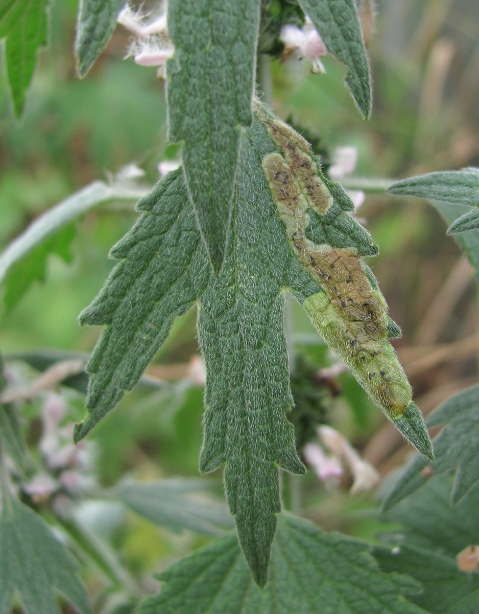 Изображение особи Leonurus quinquelobatus.