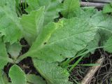 Onopordum acanthium