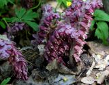 Lathraea squamaria