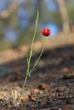 Papaver minus. Цветущее и плодоносящее растение. Южный берег Крыма, окр. с. Морское, сланцевый склон между дорогой и посадками сосен. 15 мая 2021 г.