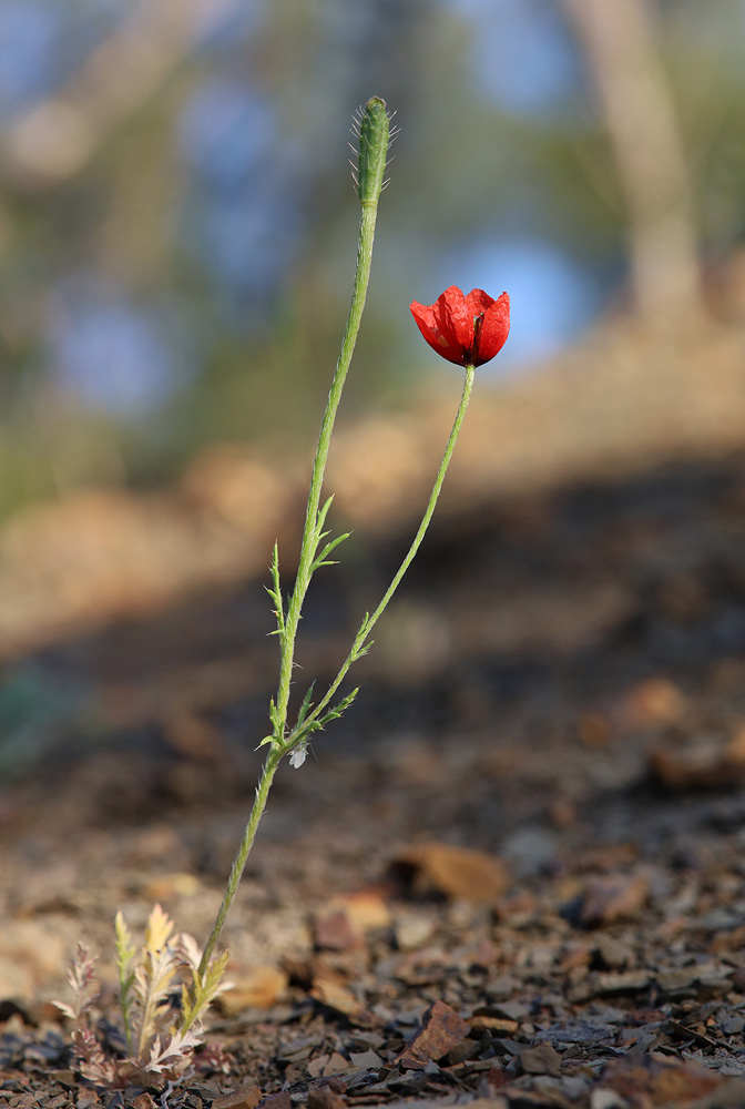 Изображение особи Papaver minus.